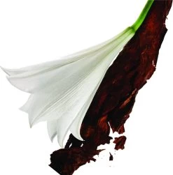 Yves Saint Laurent Mon Paris 50 Ml - Eau De Parfum - Damesparfum 14 Yves Saint Laurent Mon Paris 50 Ml - Eau De Parfum - Damesparfum -Parfumwinkel voor één product 1181x1200