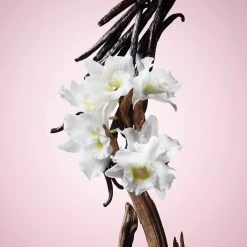 Viktor & Rolf Flowerbomb 50 Ml - Eau De Parfum - Damesparfum 34 Viktor & Rolf Flowerbomb 50 Ml - Eau De Parfum - Damesparfum -Parfumwinkel voor één product 1200x1200 50