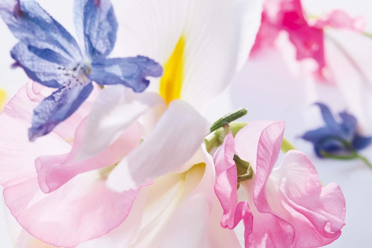 Dior Miss Vrouwen 100 Ml - Eau De Parfum - Damesparfum 9 Dior Miss Vrouwen 100 Ml - Eau De Parfum - Damesparfum - Afbeelding 7